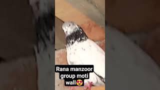 rana manzoor group #pigeons #pigeon #winbazi #kabootar #homingpigeons #channelsubscribe #yout