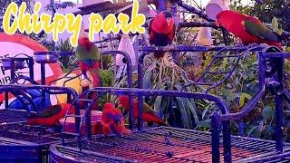 chirpy park bahria town karachi| btk | birds park #foodfinder #birds #bahriatown