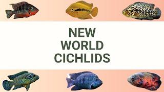 NEW WORLD CICHLIDS