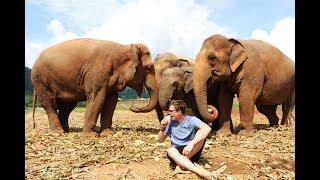 PLAYING WITH ELEPHANTS - Elephant Nature Park, Chiang Mai Thailand