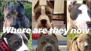 Where are they now? America bully ULTRA CLASS FAMILY