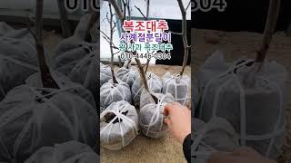 (15,000원)복조대추나무 사계절분달이 #대추나무#왕대추나무#복조대추나무#