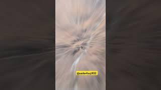 trending #army ##viralvideo #reels #yadavfauji