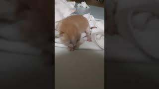 탯줄 달린 새끼고양이 구조 1일차