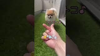 あごのせ大使#pomeranian #ポメラニアン #きなこ #小型犬 #dog #कुत्ता #विभिन्न #shorts #芸 #あごのせ