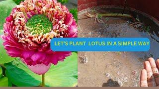 How to plant Lotus in a simple way ?|| Lotus planting tutorial with ENGLISH subtitle