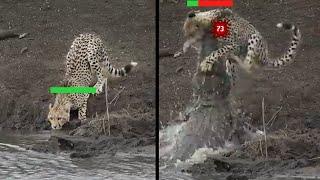 The Problem with Cheetahs