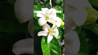 Flowers: Jasmine (चमेली) in Full Bloom #bloom #flowerpower #flowergarden