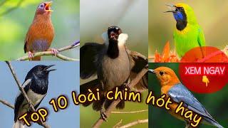 Tổng Hợp 10 loài chim cảnh GIỌNG HÓT hay nhất Việt Nam • Mới Nhất 2024 || Đạt Bird TV