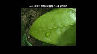 녹차, 숨어있던 놀라운 가치_ 녹차유산균, 항염효과, 카테킨 그리고 녹차 사포닌