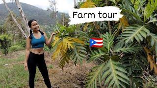 OFF GRID FARM TOUR IN PUERTO RICO 2022 | Adventures of a filipina