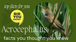 Acrocephalus Warbler facts 