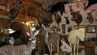 Taxidermy Overload - Wilderness Wildlife Museum