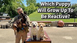 Understanding & Preventing Puppy (Dog) Reactivity Problems | Part One