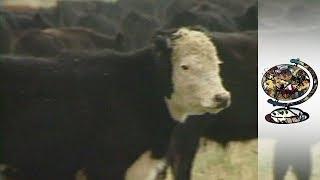 The Argentinian Beef Industry Feels The Wrath Of Globalisation (2001)