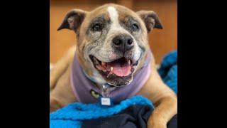 Meet the newly rescued senior dogs at Muttville Senior Dog Rescue!