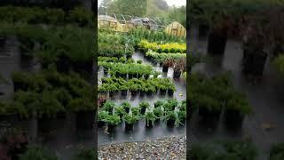 Settlemyre Nursery Valdese NC Plant Nursery Fall 2017