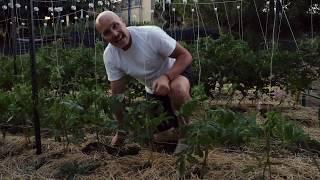 How I Support Big Tomato Plants with Rollerhooks