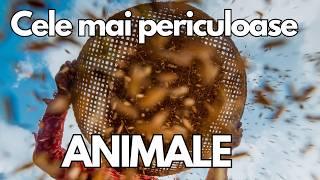 Cele Mai Periculoase Animale