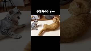 予想外のシャー #猫 #アメリカンショートヘア #shorts