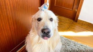 Funny Attempts to Teach a Dog to Hold a Bird on his head