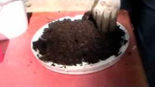 Harvesting your worm castings