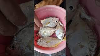 இன்று வாங்கிய மீன்களும் விலையும் #shorts #fishing  #youtube