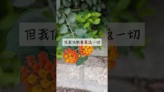 语录  #肯定句语录 #正能量 #激励助手