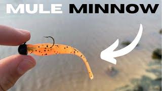 The Mule Minnow - The BEST Lure for Ultralight Fishing!