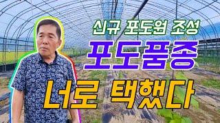 [포도품종선택] 26년차 유기농부가 선택한 포도 품종 바로 이것!!!