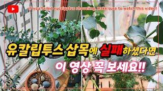 유칼립투스 삽목 실패했다면, 무조건 이 영상 꼭 보세요!!_If you failed eucalyptus shoveling, make sure to watch this video!