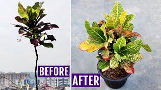 My SECRETS to Make Croton Plant BUSHY!