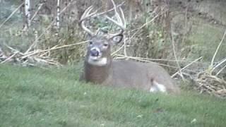 Backyard Buck