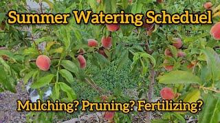 Watering Fruit Trees The Easy Way / Arizona Desert