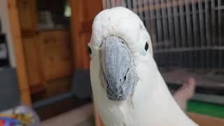 Why No Cockatoo Video Today??