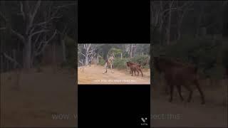 무대뽀 염소도 쩔쩔매는 답없는 캥거루.  Goat vs Kangaroo. https://www.youtube.com/watch?v=esEOUAkvdfo