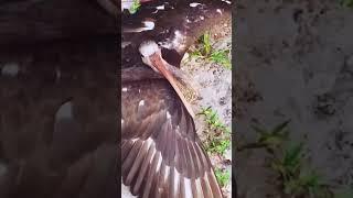 Electric Bird - Ozzy Man Quickies!