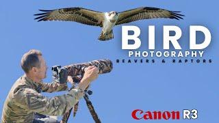 A GREAT Morning of Bird Photography | Falcons, Hawks, Ospreys and Beavers | Canon R3 EF 200-400 L IS