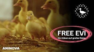 Free Evi: Ein Küken auf großer Reise | Tierrettung mit Daniel Noah