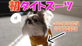 【チワワ】マンダリンブラザーズのスキンタイトスーツを着てはしゃぐ愛犬『購入品紹介』