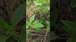 돼지감자(뚱단지)