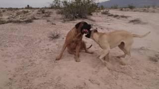 Mastiffs playing