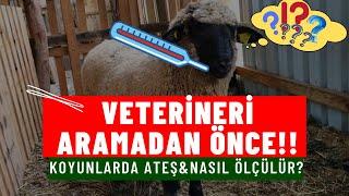 Veterineri Aramadan Önce Ne Yapmalı: Koyunlarda Ateş Ölçme