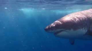 DreamTrips Great White Shark Dive