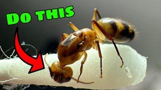 DIY Ant Keeping Tips and Tricks That NOBODY Ever Talks About