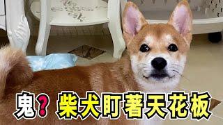 柴犬晚上經常盯著天花板和窗外看，它是餓了還是精神焦慮！Shiba Inu often stares at the ceiling and the window at night