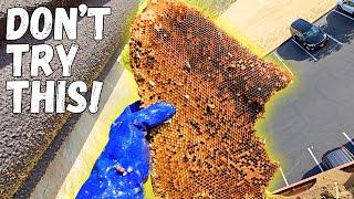 POV: Rescuing A Wild Beehive