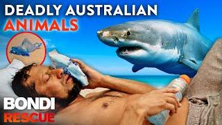 Crikey! Top 9 Deadly Australian Animal Encounters