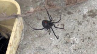 Giant Black Widow pest control