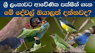 Birds endemic to Sri Lanka | ශ්‍රී ලංකාවට ආවේණික පක්ෂීන් ගැන මේ දේවල් ඔයාලත් දන්නවද?|nature lanka 02